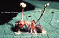 Cordyceps camponotus.jpg