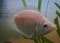 Kissing gourami.jpg