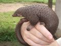 Pangolin.jpg