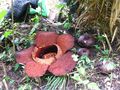 Rafflesia.jpg