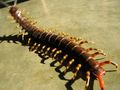 Scolopendra gigantea.jpg